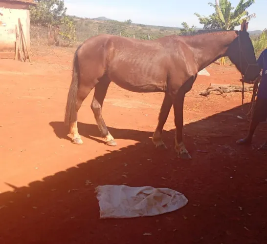 Vendo cavalo
