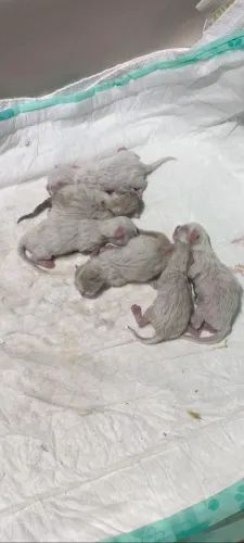 RESERVA DE GATO PERSA