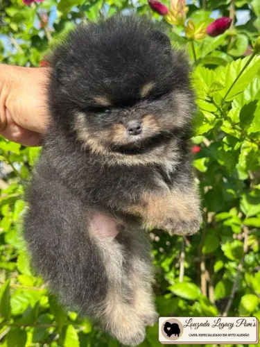 Spitz alemão