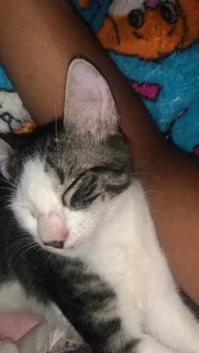 Gatinho macho 3 meses para doação