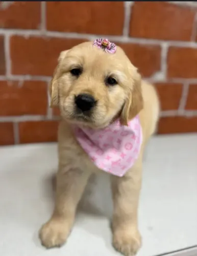 Golden Retriever para reserva