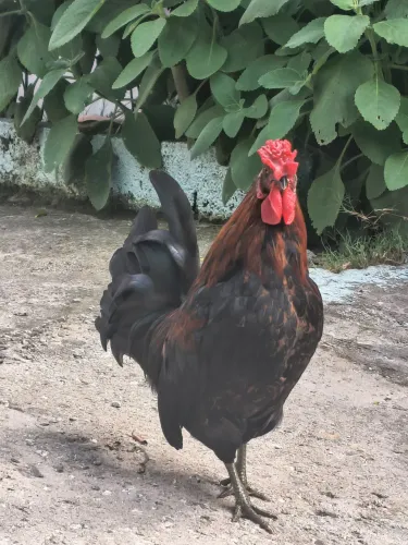 Garnisé a venda!