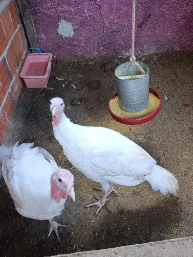 Vendo Casal de Peru 