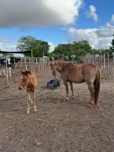 Égua Piquira médio porte! Bia de andar e manda
