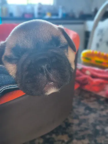 Buldogue francês 