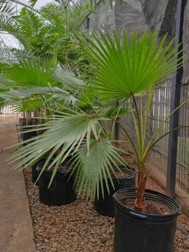 Palmeira Washingtonia - 2m