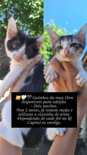 Adoção Gatos Machos Filhotes