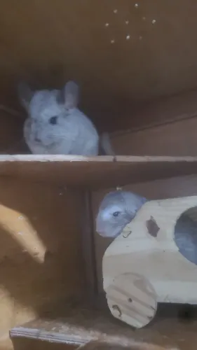 Chinchila