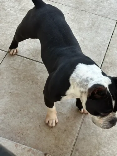 American Bully Macho Disponível para Cobertura