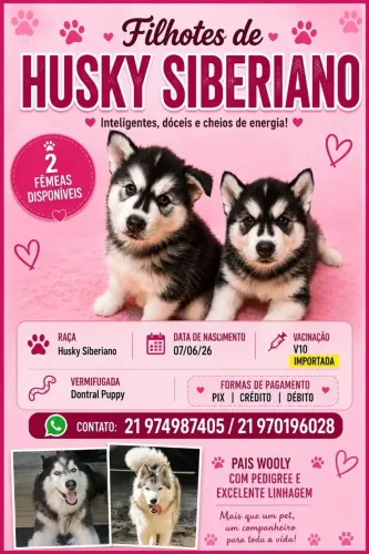 Filhote de Husky siberiano