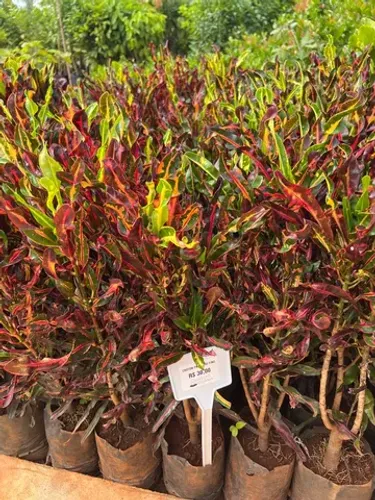 Muda de Croton Parafuso Fino