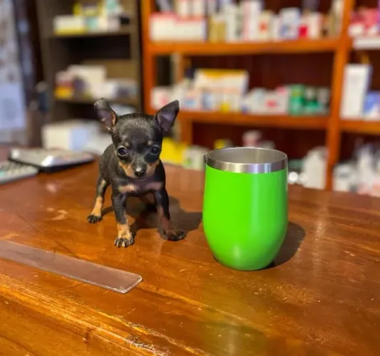 Pinscher 0 -Ideal para ambiente com crianças 