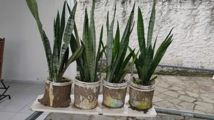 Espada de São Jorge, planta. Valor: 10,00 reais cada.