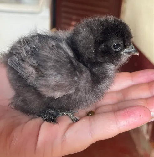 Pintinhos Sedosa Black