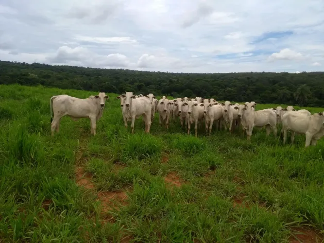 23 bezerros nelore 
