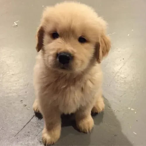 Golden Retriever Filhotes dourados