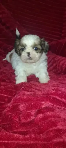 Shih tzu maravilhoso, e doceis, ideal para crianças