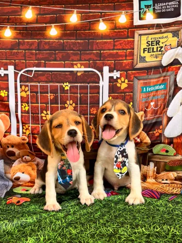 Beagle macho a pronta entrega vacinado 55 dias
