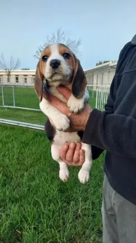 Beagle: Companheiro Leal e Divertido Busca um Lar!