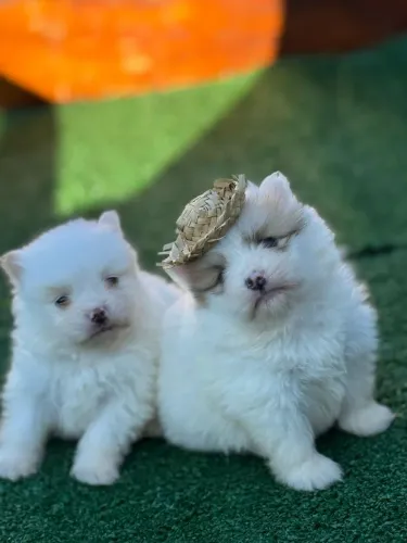 Filhotes de Spitz Alemão disponíveis! Vacinados e vermífugados