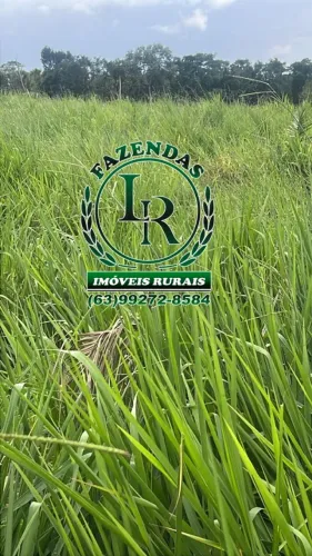 Fazenda 59 AlqueiresTocantins