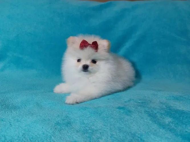  Spitz Alemão Anão (Pomerânia) Branca pérola.