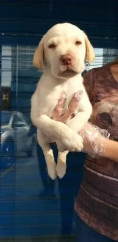 Labrador machinho com 57 dias possui pedigree esta vacinado e com garantias em contrato