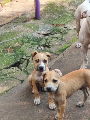 Filhote de Pitbull