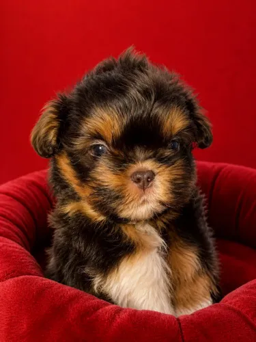 Fêmea de shihtzu micro