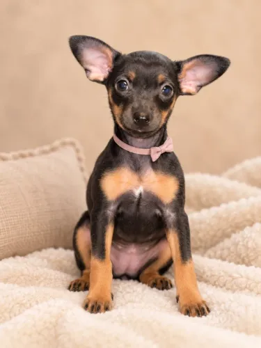 PINSCHER