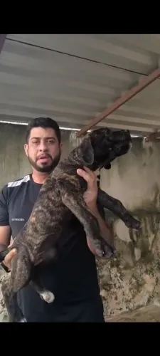 Oferta Filhotes de Cane Corso Italiano