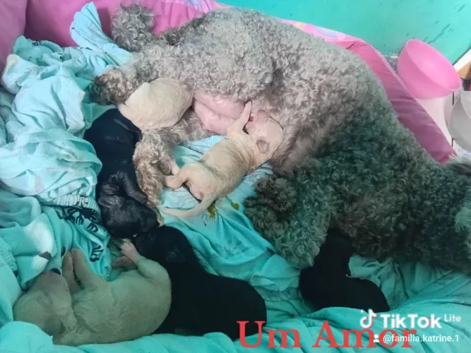 Vendo Lindos Filhotes Poodle Original  n 2? 