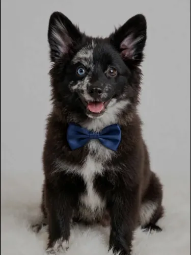 Pomsky Macho Exótico- Olhos Bicolor