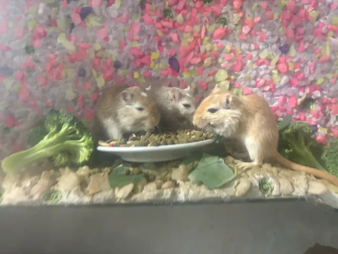 Gerbil, Esquilo da mongólia