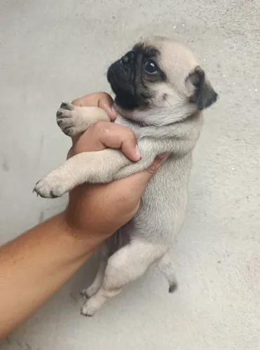 Pug fêmea disponível