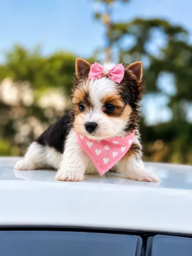 Super lindinha, filhote de Yorkshire biewer terrier Fêmea!