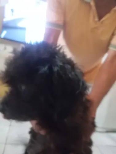 Poodle toy