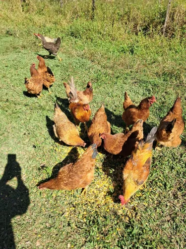 Galinha caipira