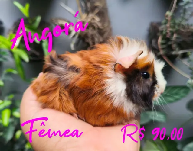 Porquinho da Índia Angorá