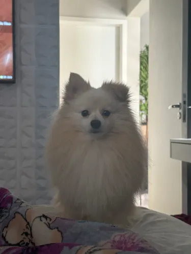 Lulu da pomerania procura Namorada NÃO É VENDA