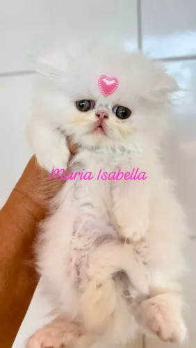 Filhotes de gato persa