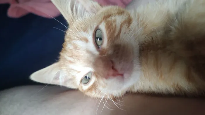 Gato filhote macho