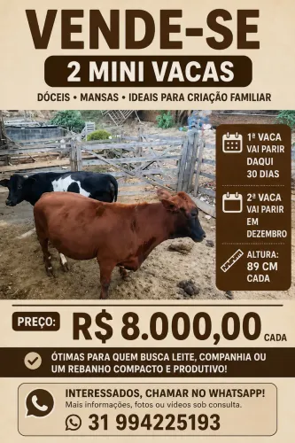 Mini vacas 