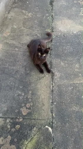 4 Filhotes de gatinhos para adoção!
