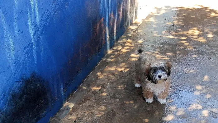 Shitzu macho