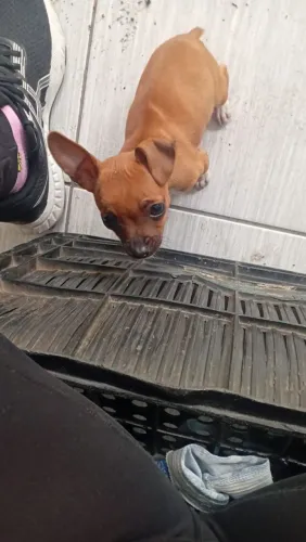 Vendo pinscher fêmea 