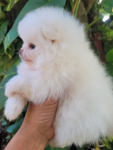 Lulu da Pomerânia