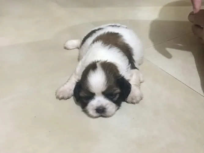 Shih Tzu Filhotinho disponível para um novo lar responsável