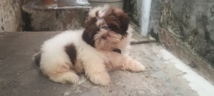 Filhote Shitzu macho