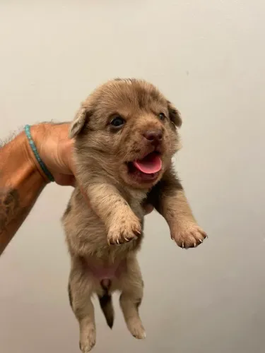 Filhotes de Dachshund fêmea